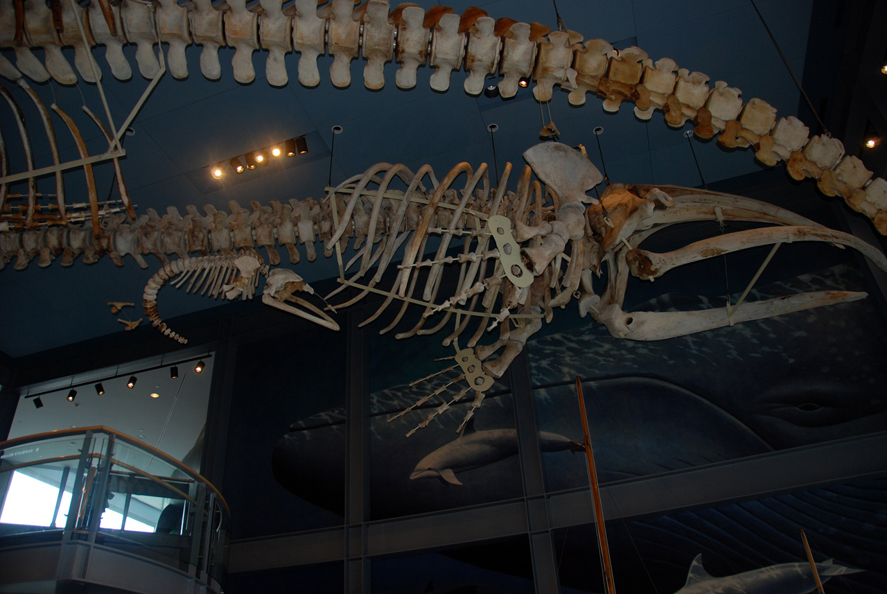 2011-09-06, 011, The Whaling Museum, New Bedford, MA