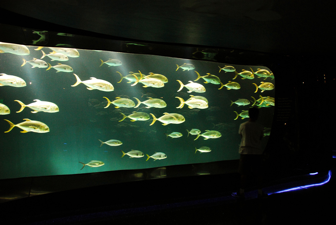 2011-10-27, 002, Georgia Aquarium, Atlanta, GA