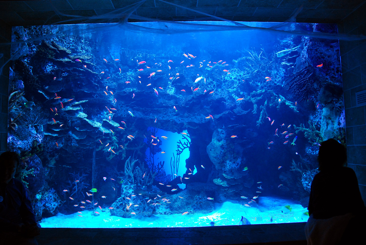2011-10-27, 005, Georgia Aquarium, Atlanta, GA