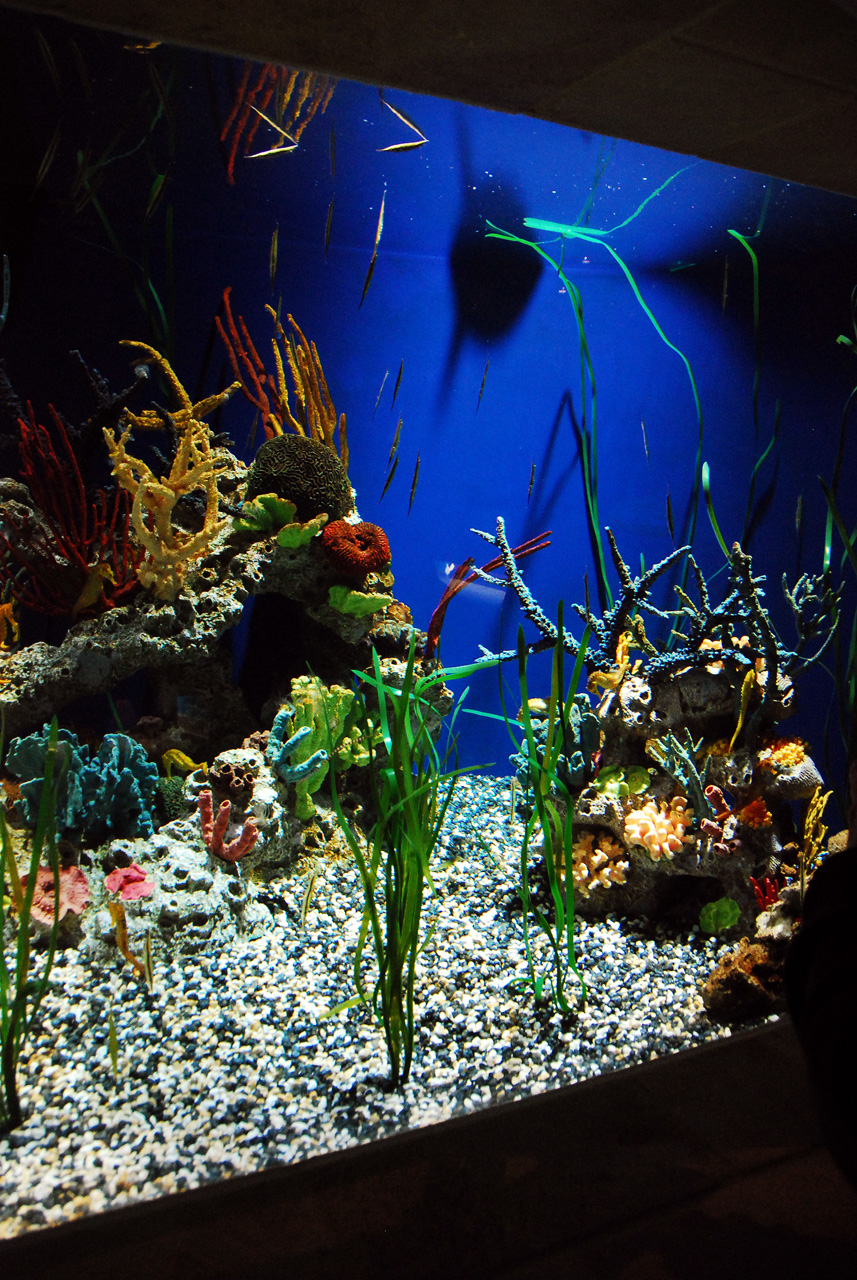 2011-10-27, 006, Georgia Aquarium, Atlanta, GA