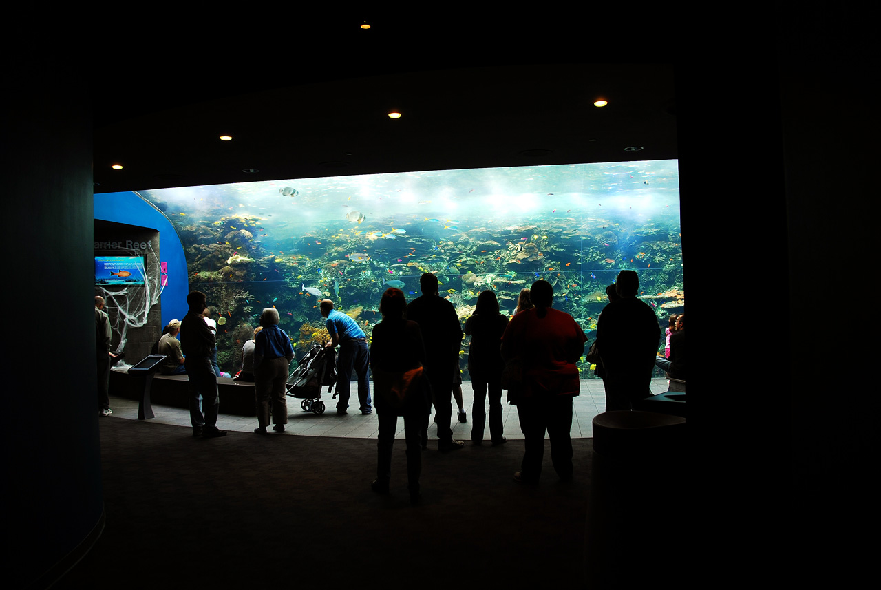 2011-10-27, 008, Georgia Aquarium, Atlanta, GA