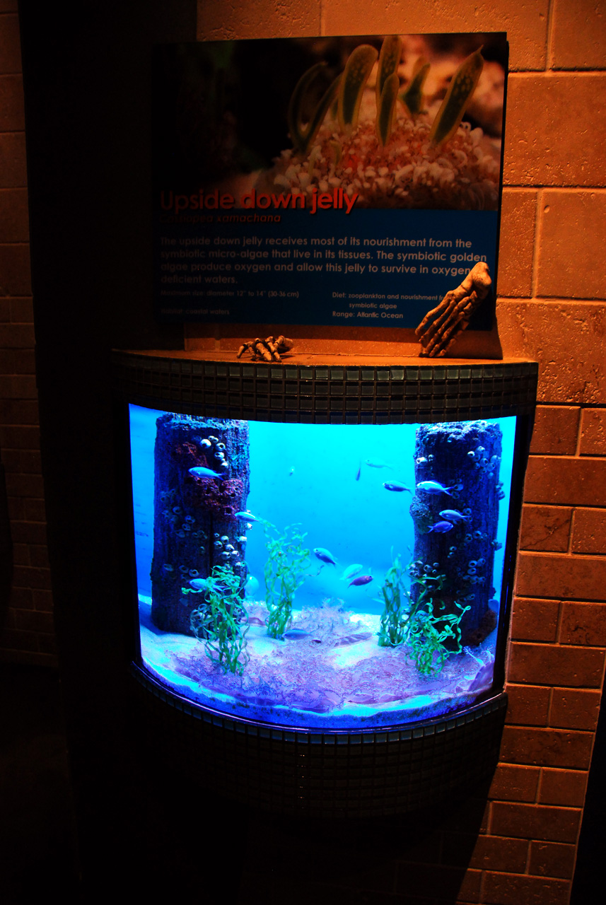 2011-10-27, 013, Georgia Aquarium, Atlanta, GA