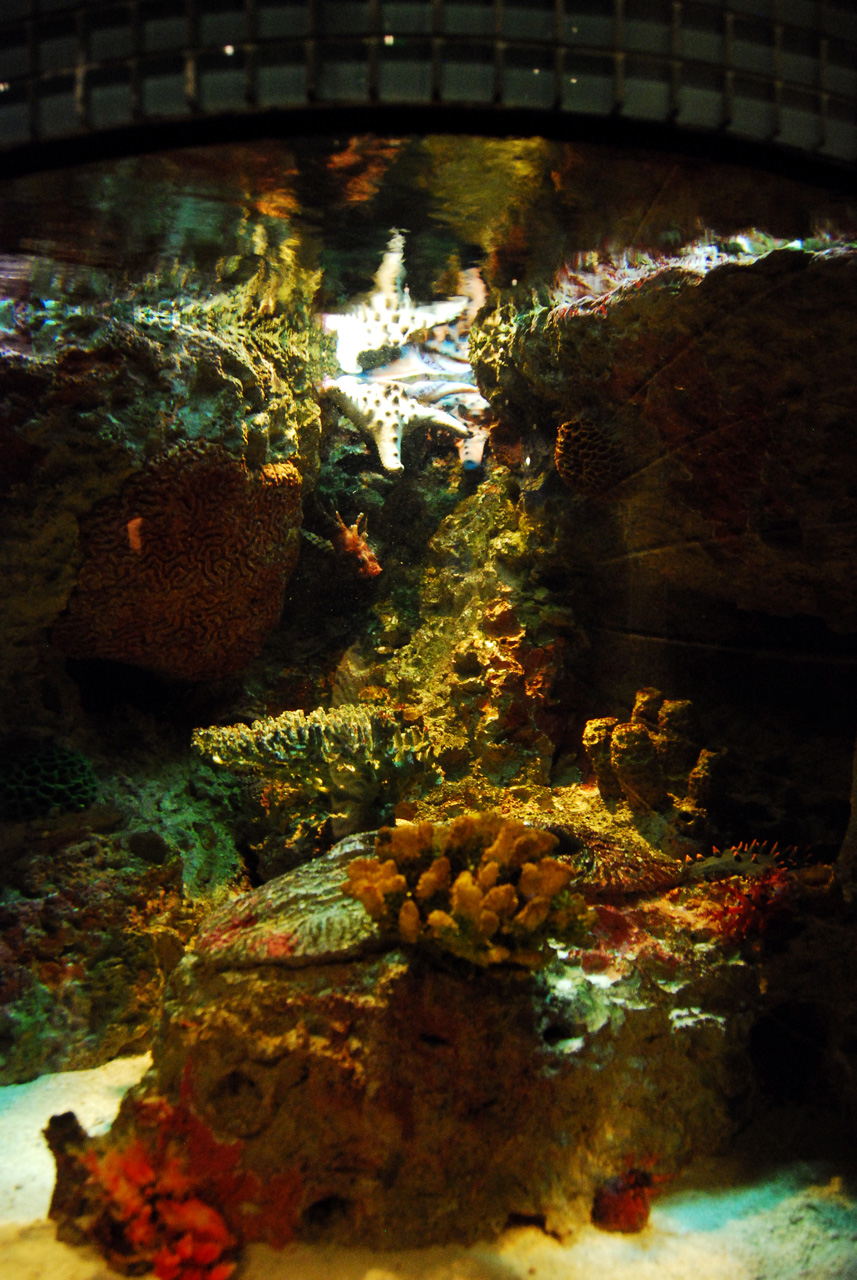 2011-10-27, 014, Georgia Aquarium, Atlanta, GA