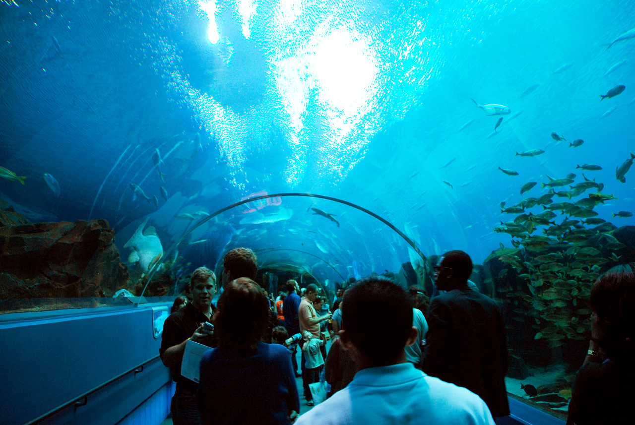 2011-10-27, 021, Georgia Aquarium, Atlanta, GA