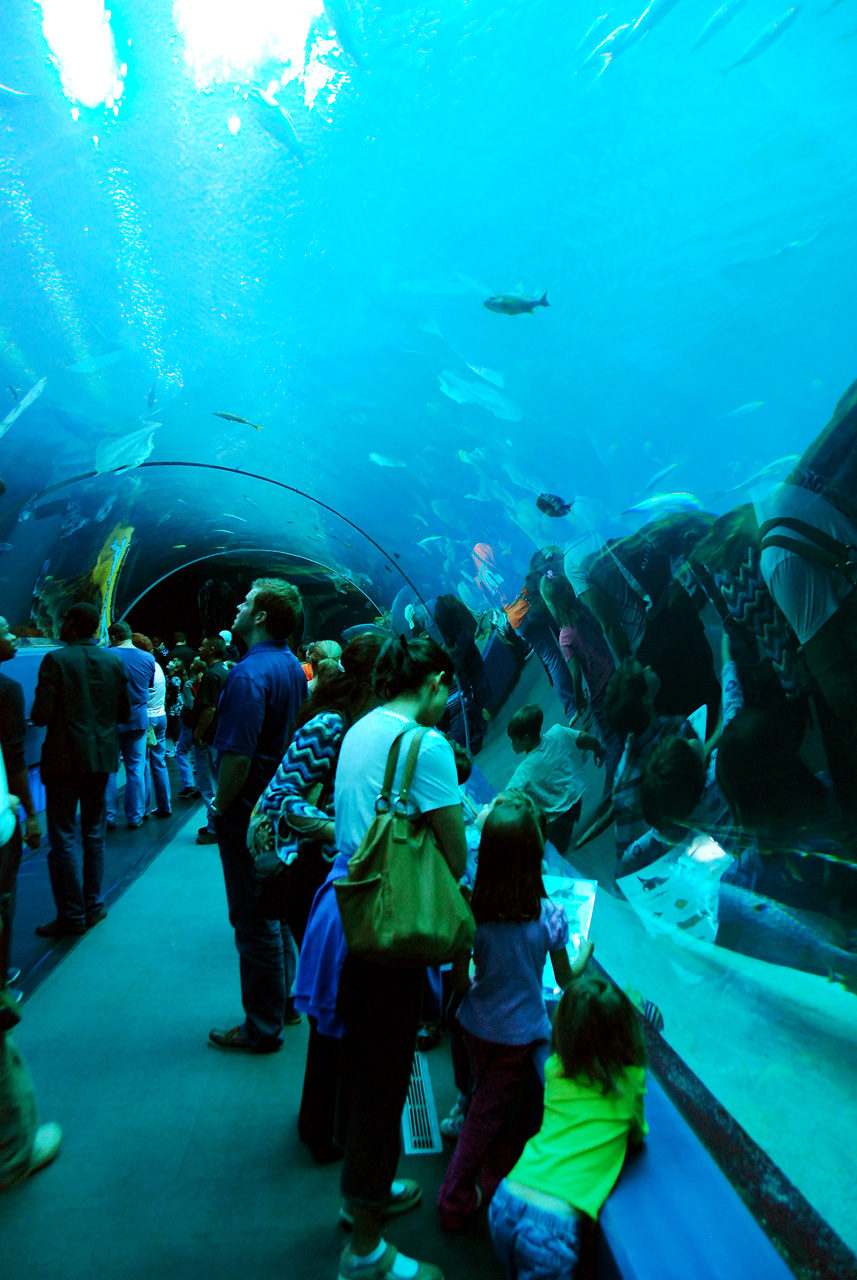 2011-10-27, 022, Georgia Aquarium, Atlanta, GA