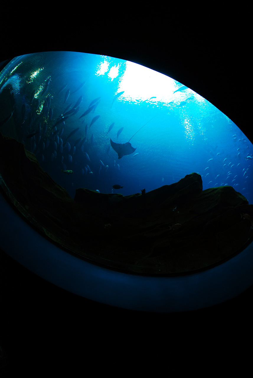 2011-10-27, 026, Georgia Aquarium, Atlanta, GA