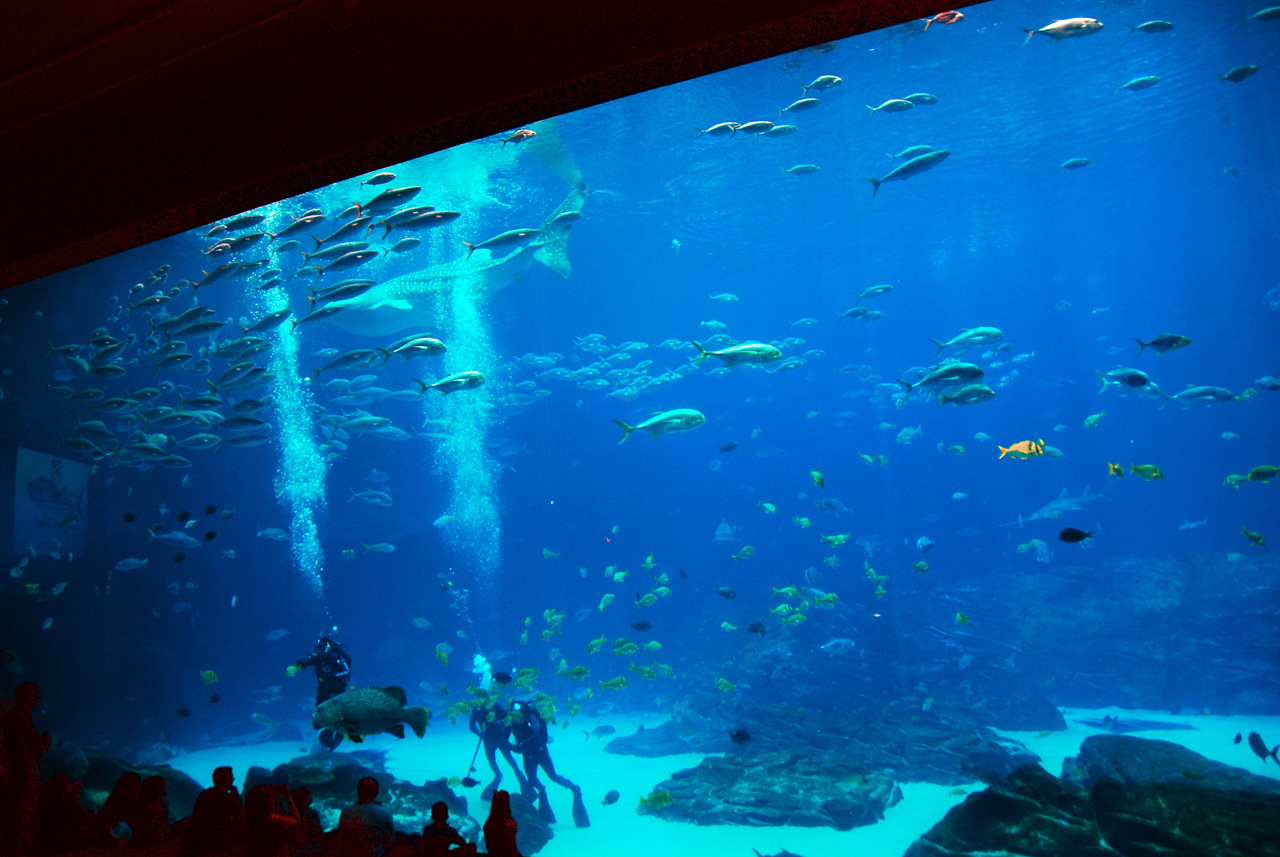 2011-10-27, 030, Georgia Aquarium, Atlanta, GA