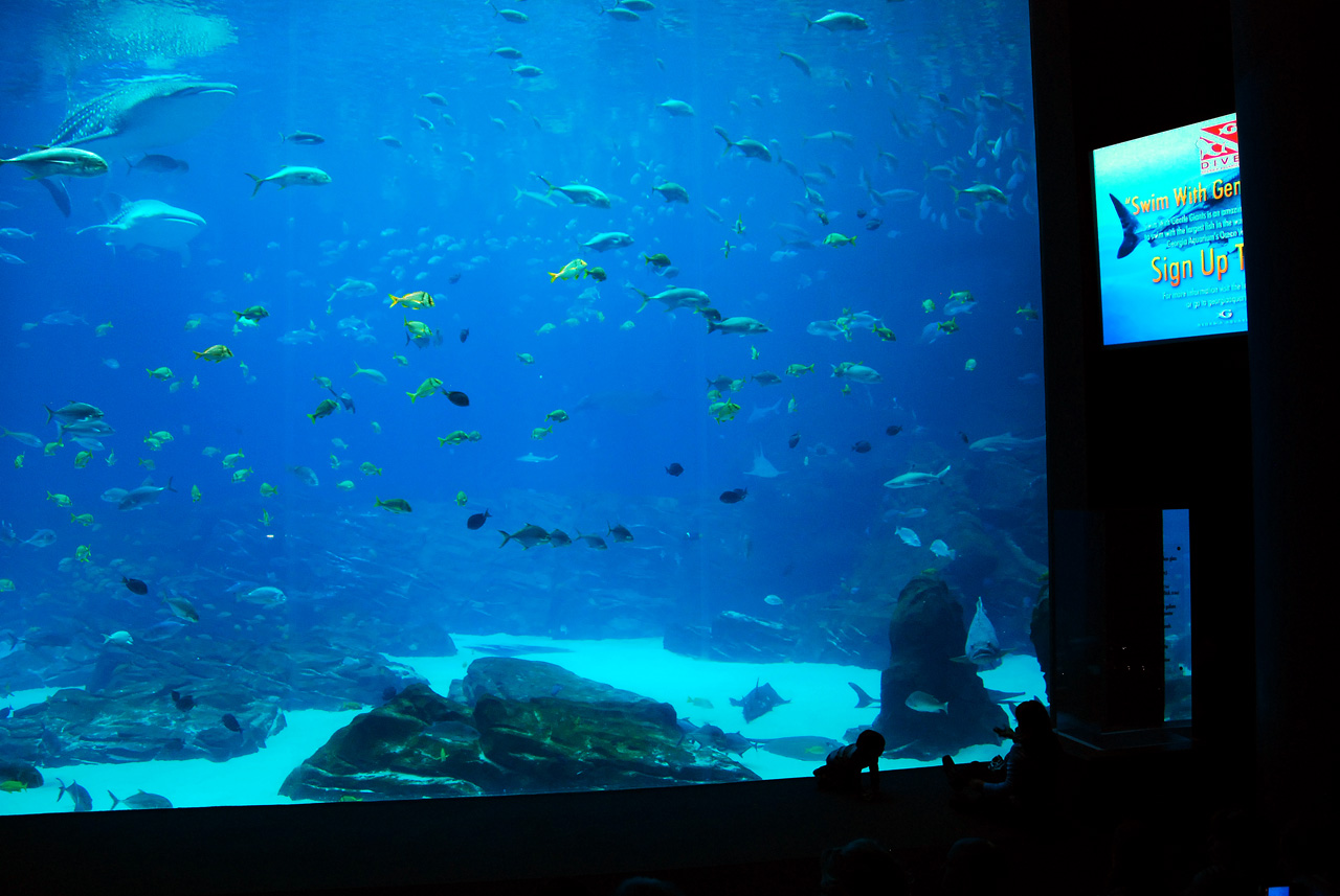 2011-10-27, 032, Georgia Aquarium, Atlanta, GA