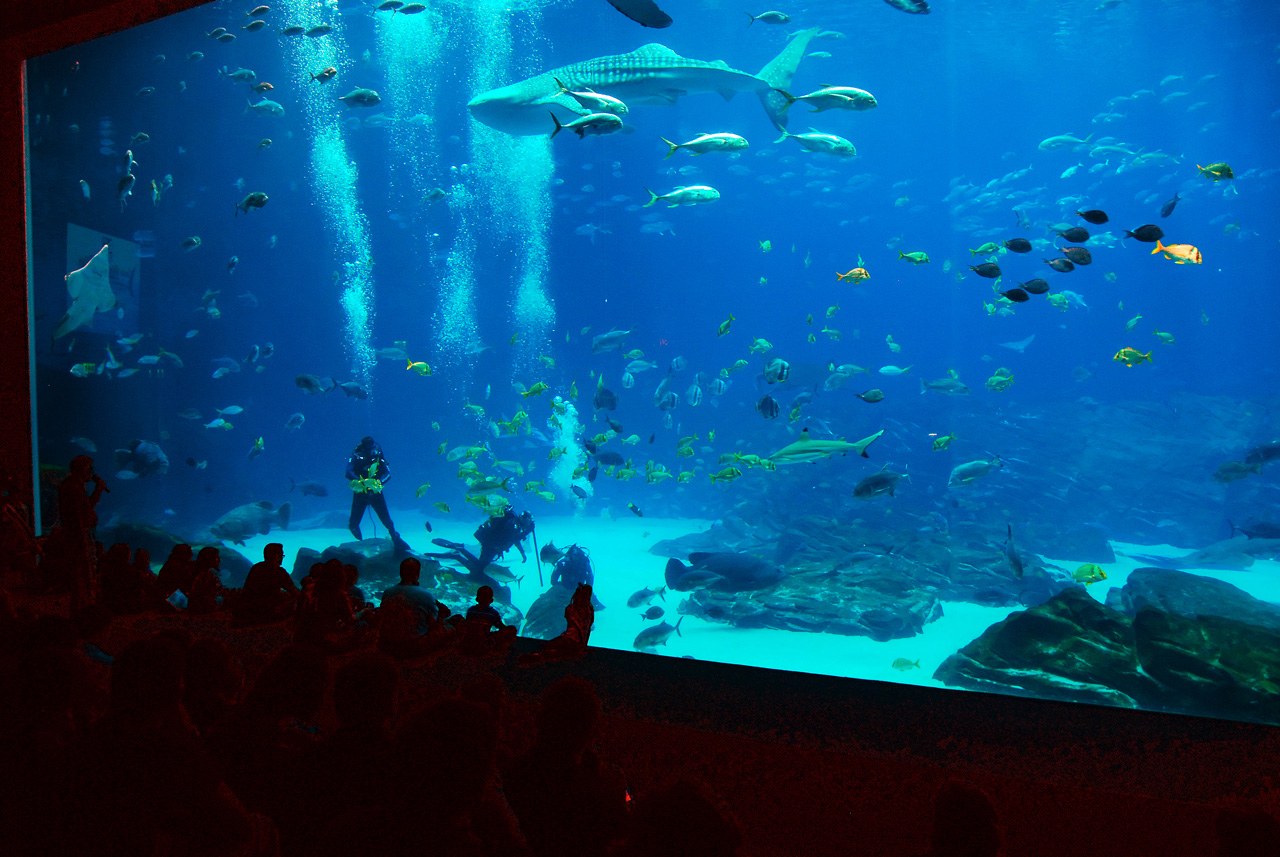 2011-10-27, 033, Georgia Aquarium, Atlanta, GA