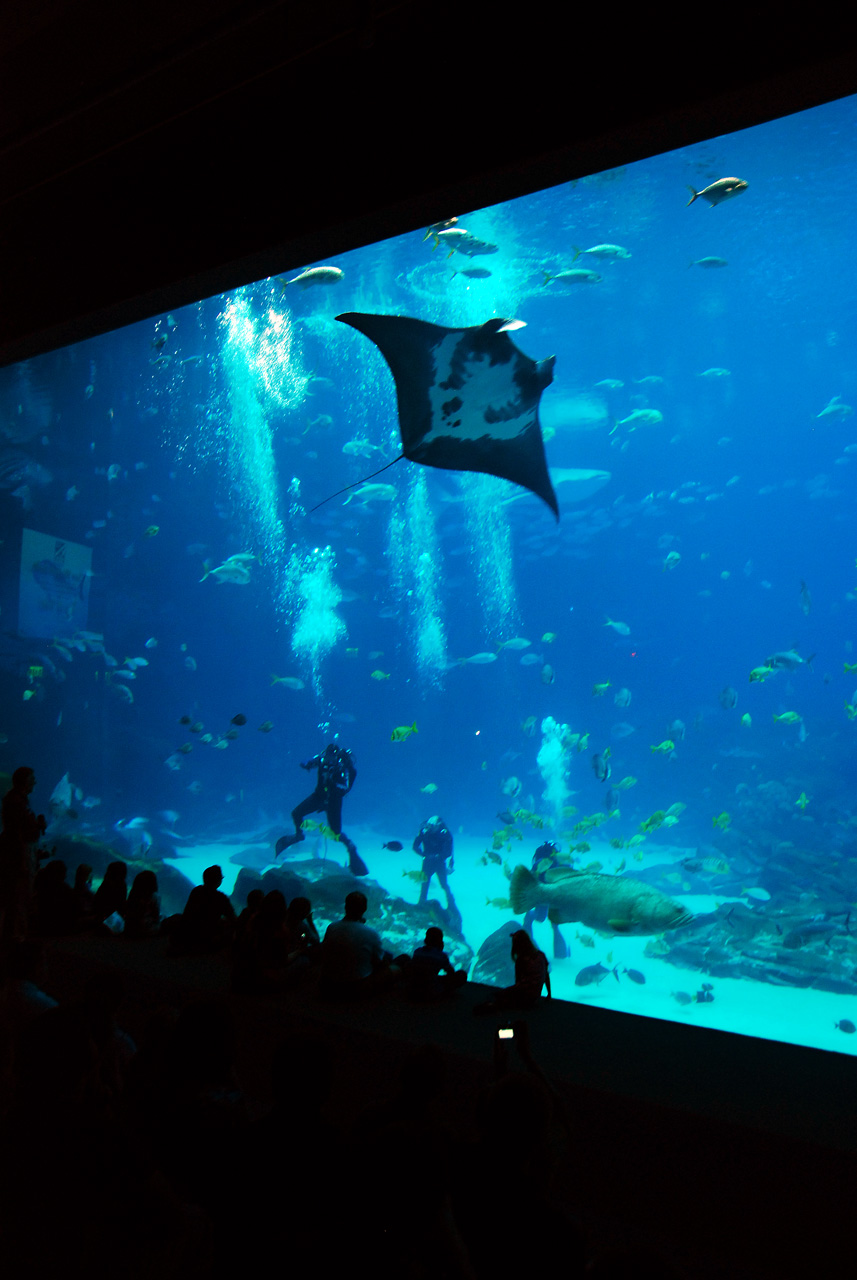 2011-10-27, 035, Georgia Aquarium, Atlanta, GA