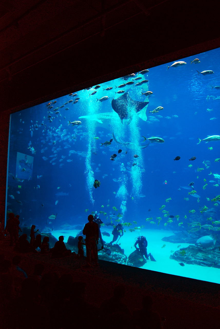 2011-10-27, 037, Georgia Aquarium, Atlanta, GA