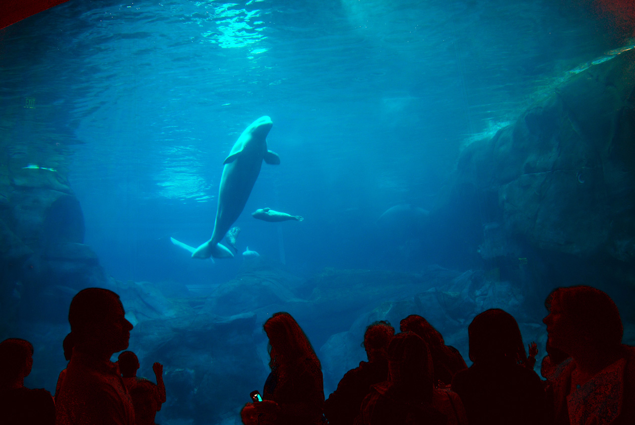 2011-10-27, 048, Georgia Aquarium, Atlanta, GA