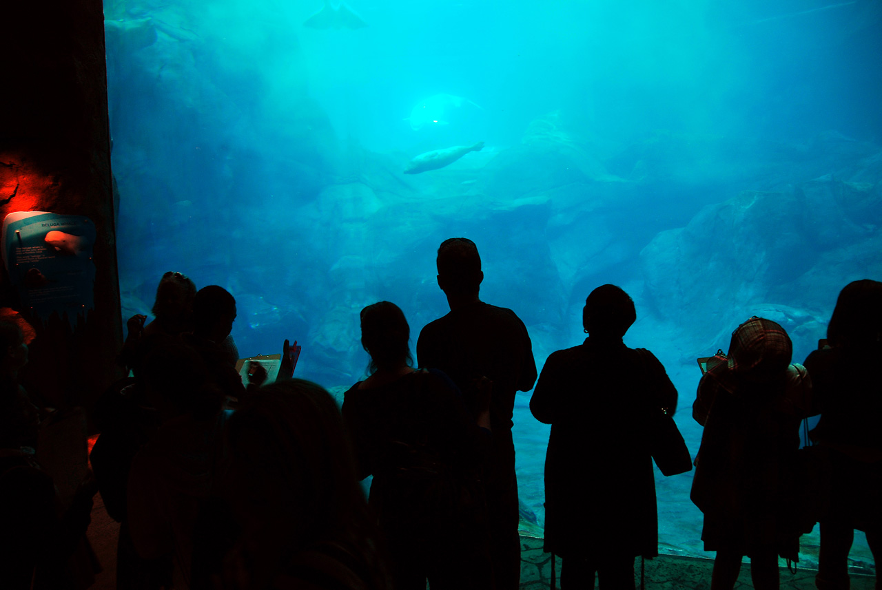 2011-10-27, 051, Georgia Aquarium, Atlanta, GA