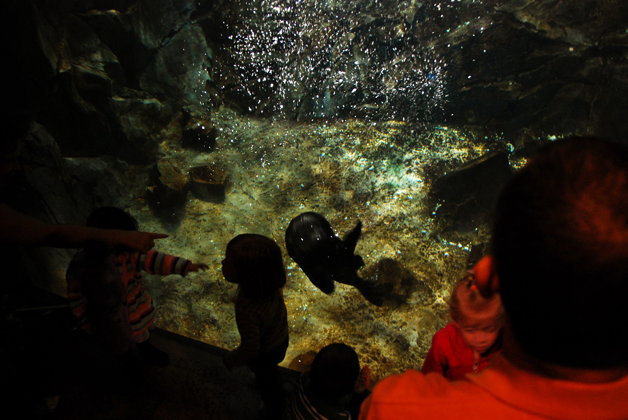 2011-10-27, 052, Georgia Aquarium, Atlanta, GA