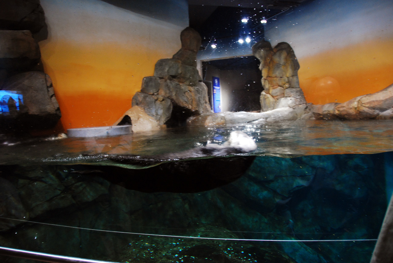 2011-10-27, 058, Georgia Aquarium, Atlanta, GA