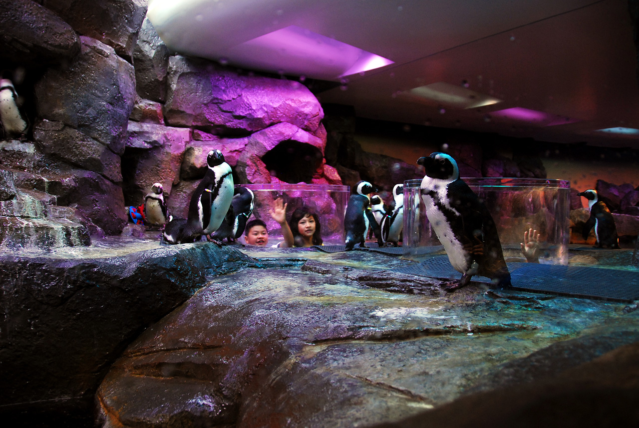 2011-10-27, 064, Georgia Aquarium, Atlanta, GA