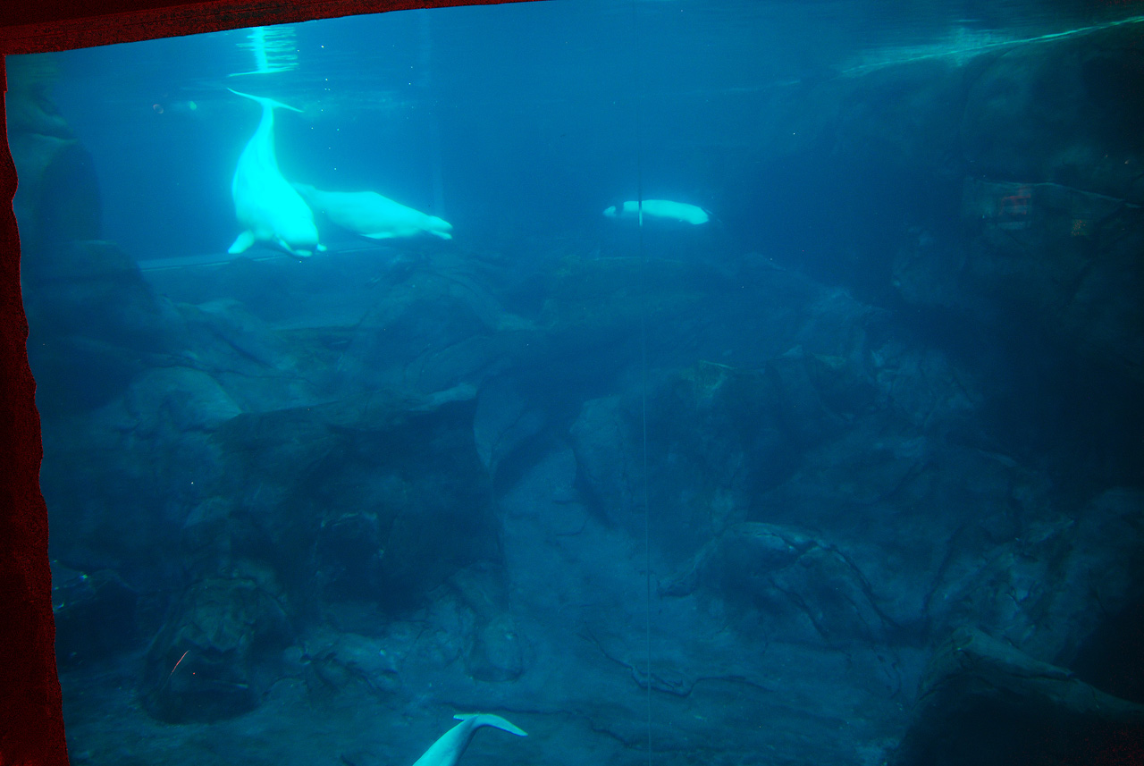 2011-10-27, 068, Georgia Aquarium, Atlanta, GA