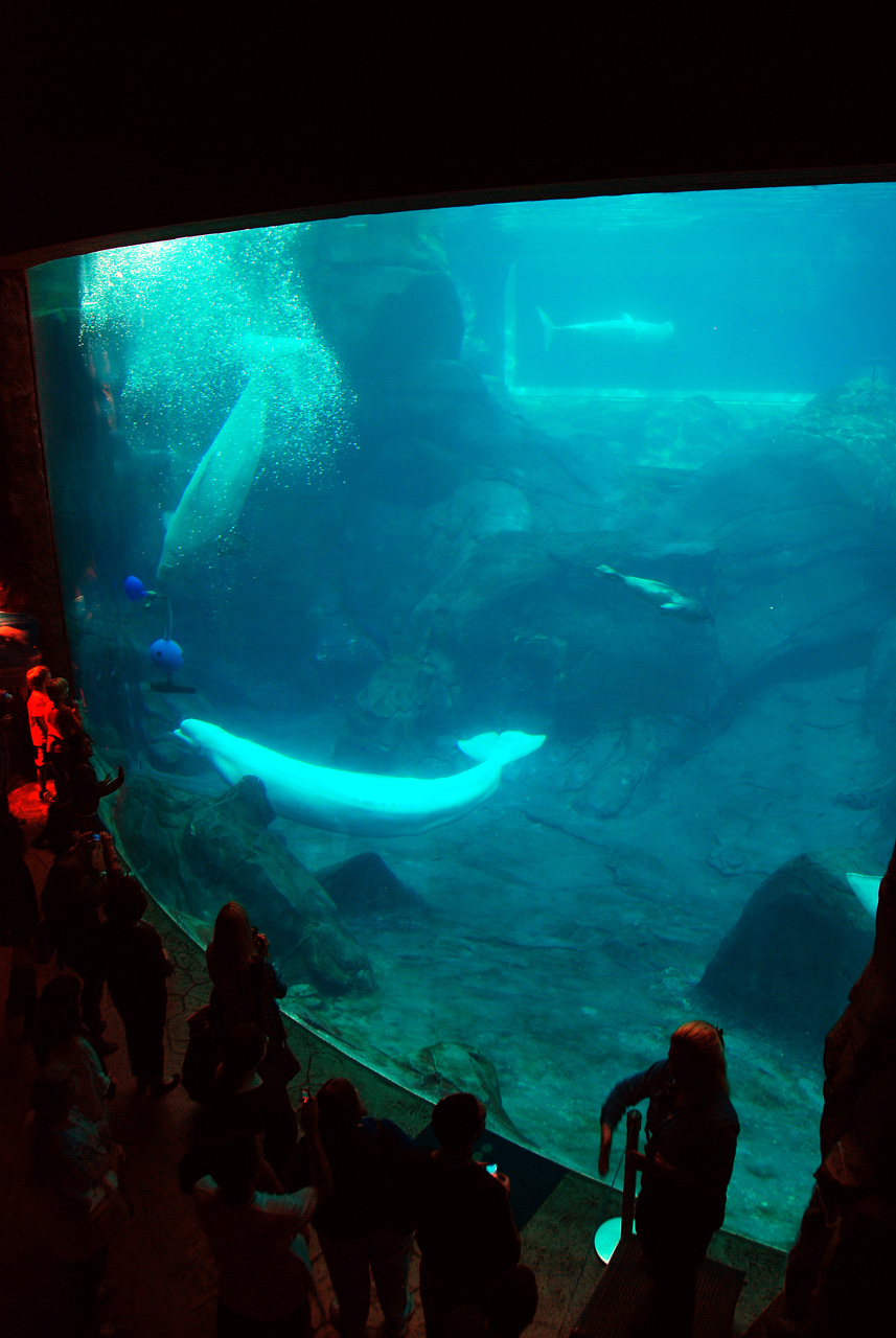 2011-10-27, 071, Georgia Aquarium, Atlanta, GA