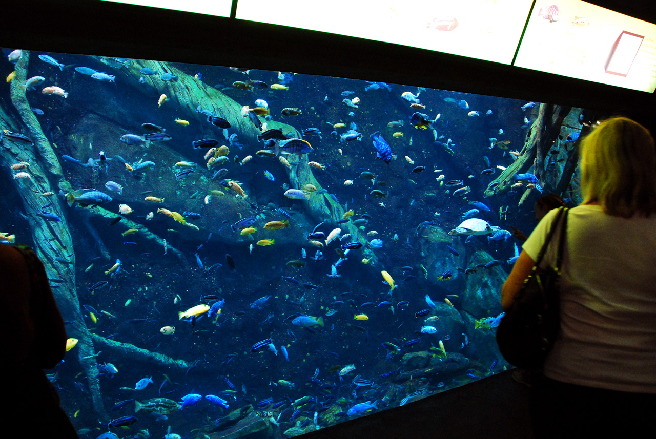 2011-10-27, 076, Georgia Aquarium, Atlanta, GA
