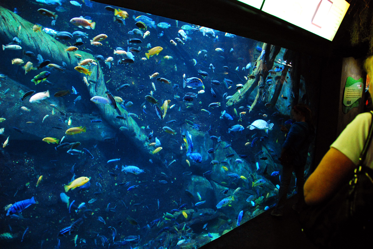 2011-10-27, 077, Georgia Aquarium, Atlanta, GA