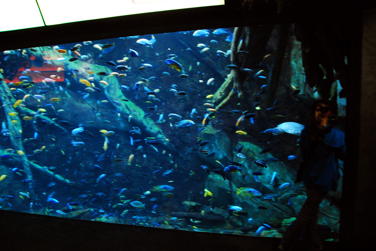 2011-10-27, 078, Georgia Aquarium, Atlanta, GA