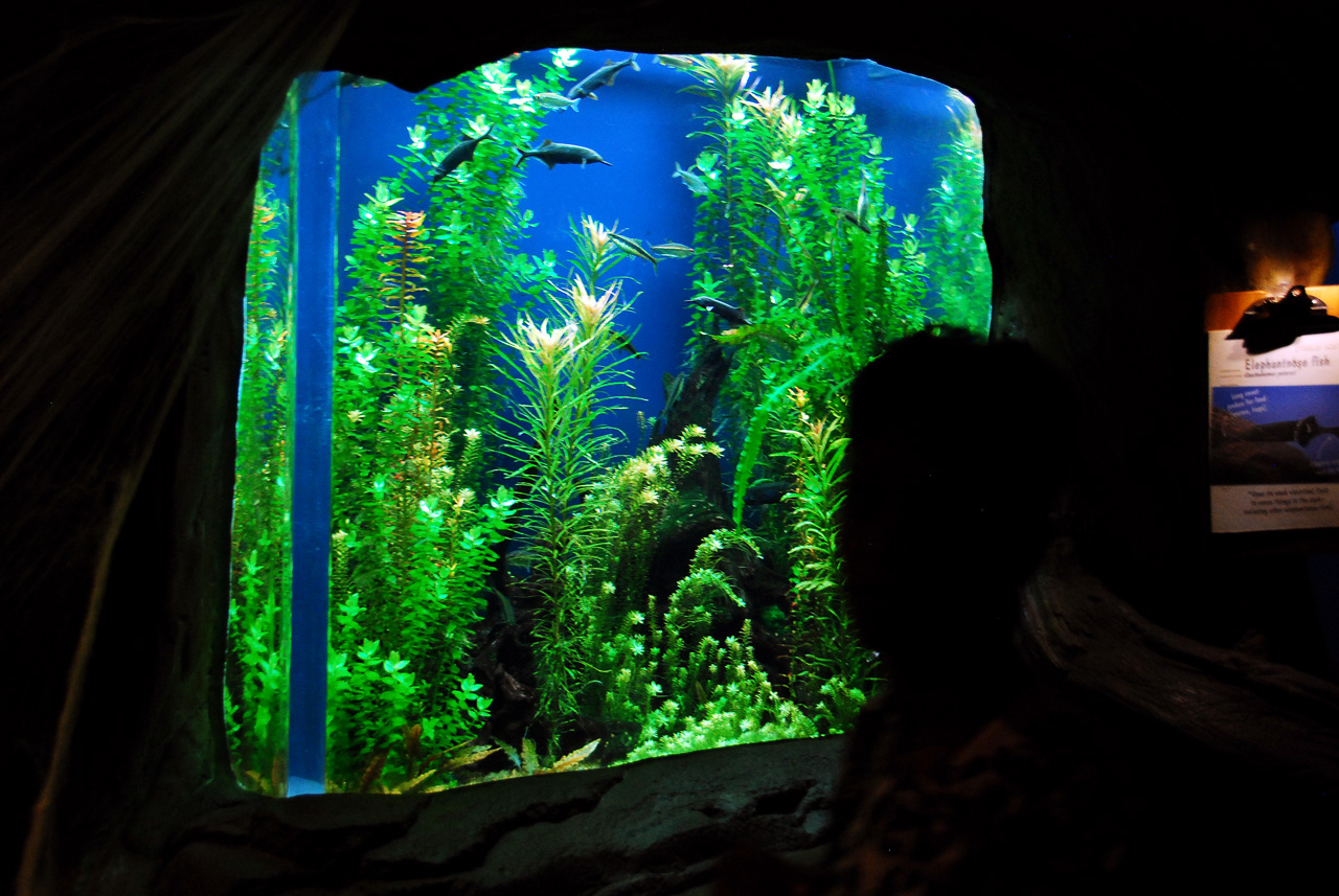 2011-10-27, 083, Georgia Aquarium, Atlanta, GA