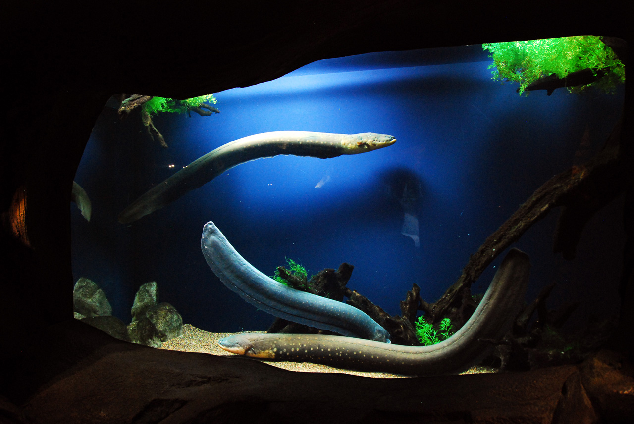 2011-10-27, 085, Georgia Aquarium, Atlanta, GA
