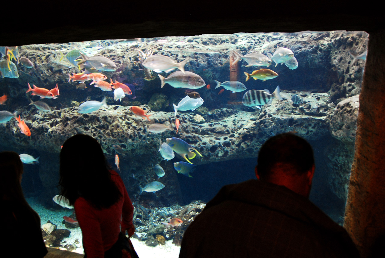 2011-10-27, 100, Georgia Aquarium, Atlanta, GA