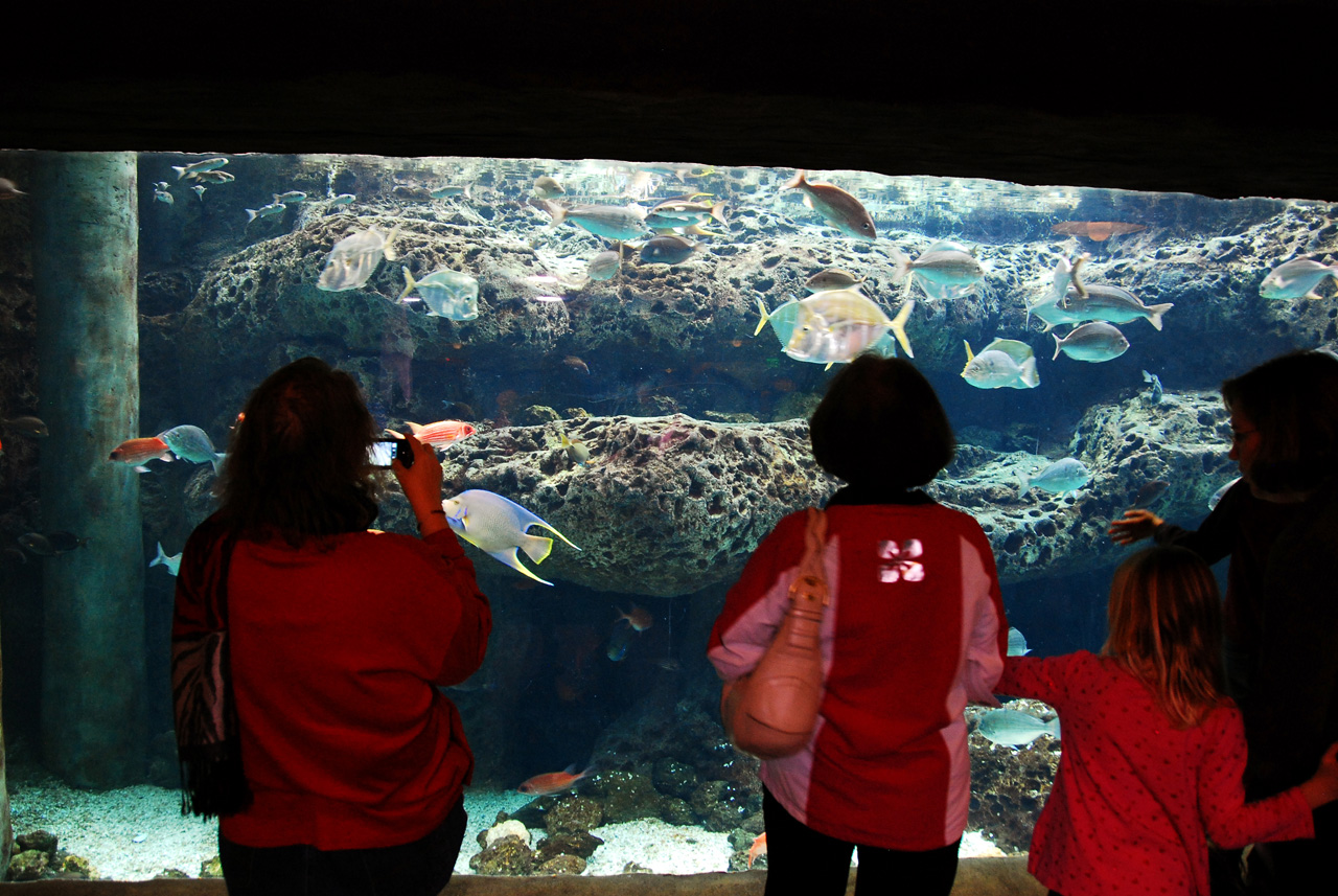 2011-10-27, 103, Georgia Aquarium, Atlanta, GA