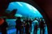2011-10-27, 020, Georgia Aquarium, Atlanta, GA