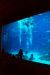 2011-10-27, 037, Georgia Aquarium, Atlanta, GA