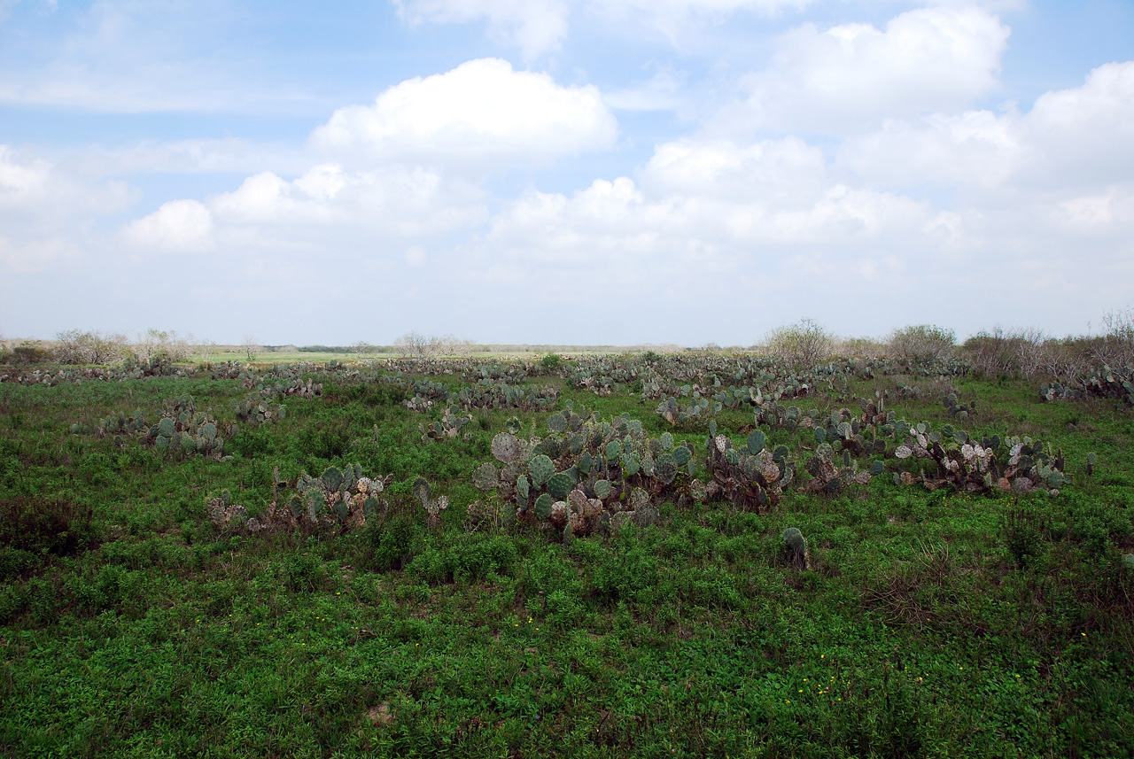 2012-02-28, 029, Palo Alto Battlefield, TX