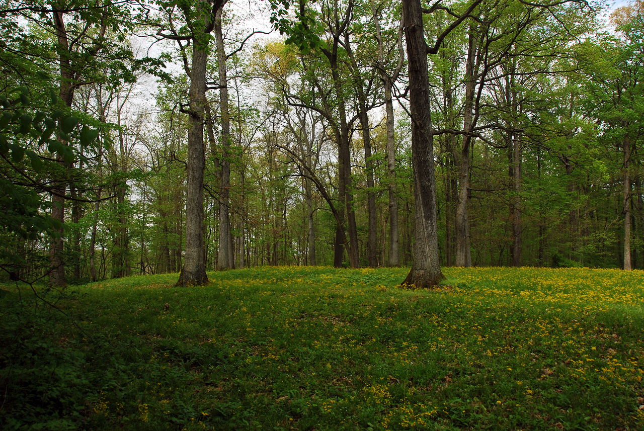 2012-04-16, 008, Fiddleback Mound