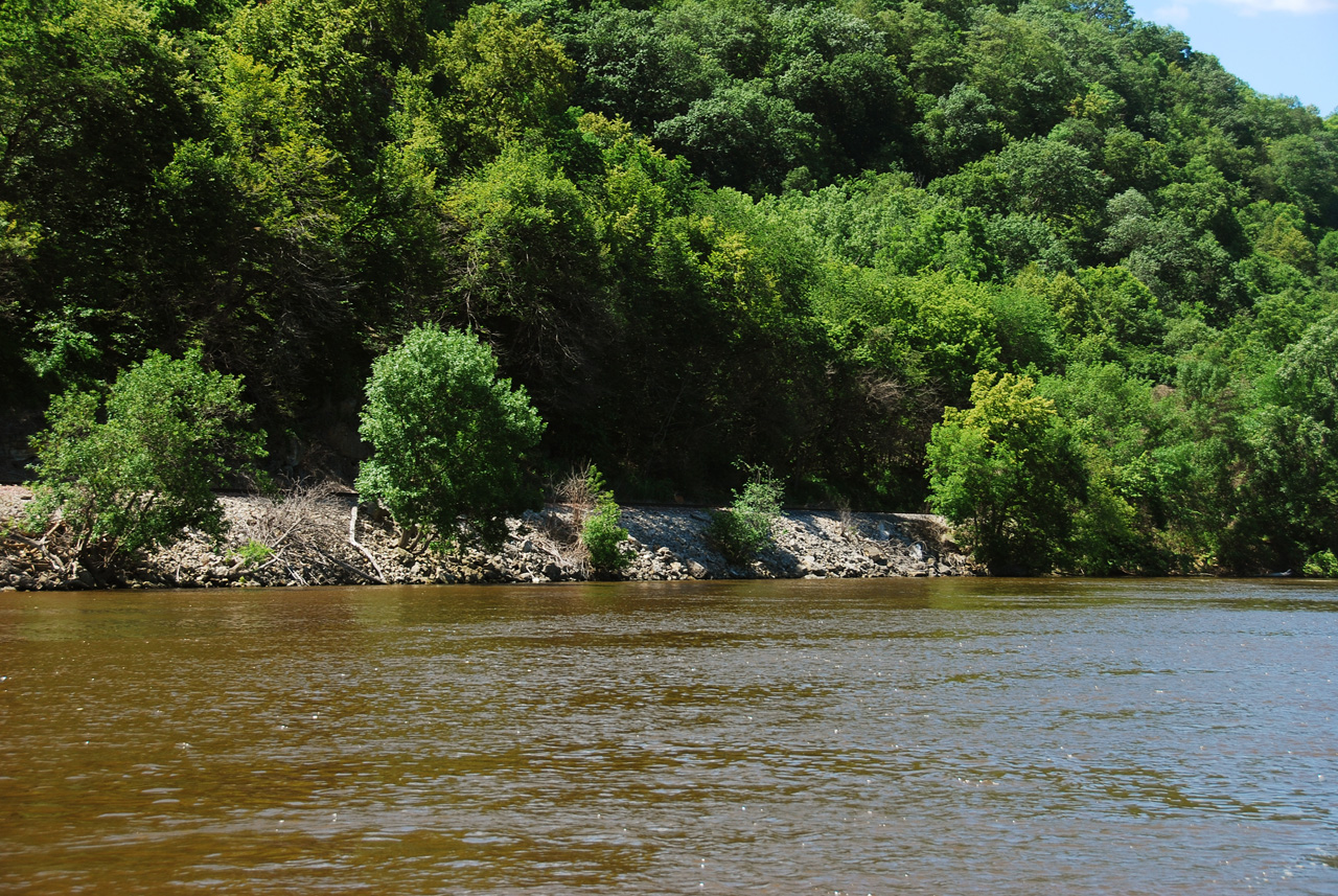 2012-06-12, 006, Buck along river