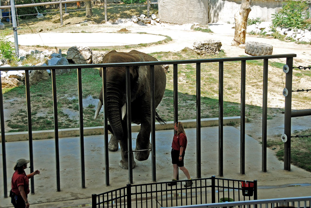 2012-06-28, 064, Elephant Show, MO