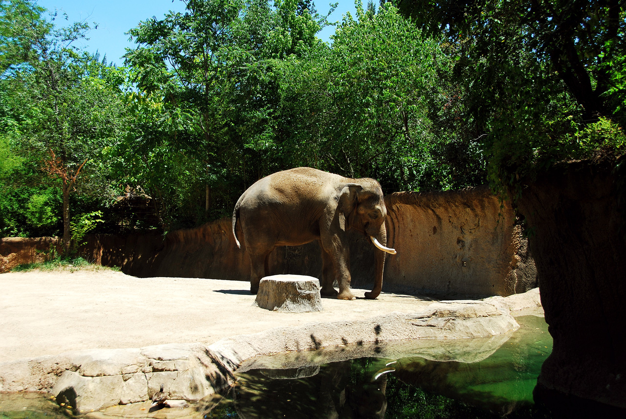 2012-06-22, 015, St. Louis Zoo