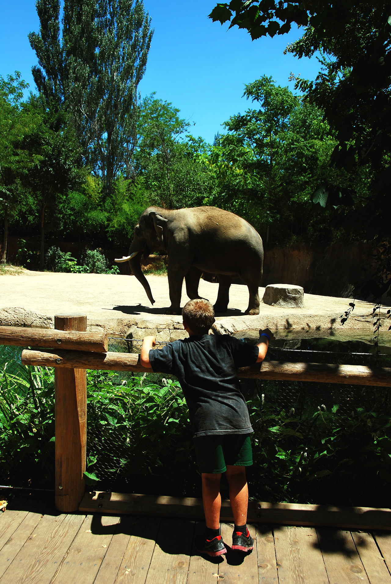 2012-06-22, 016, St. Louis Zoo