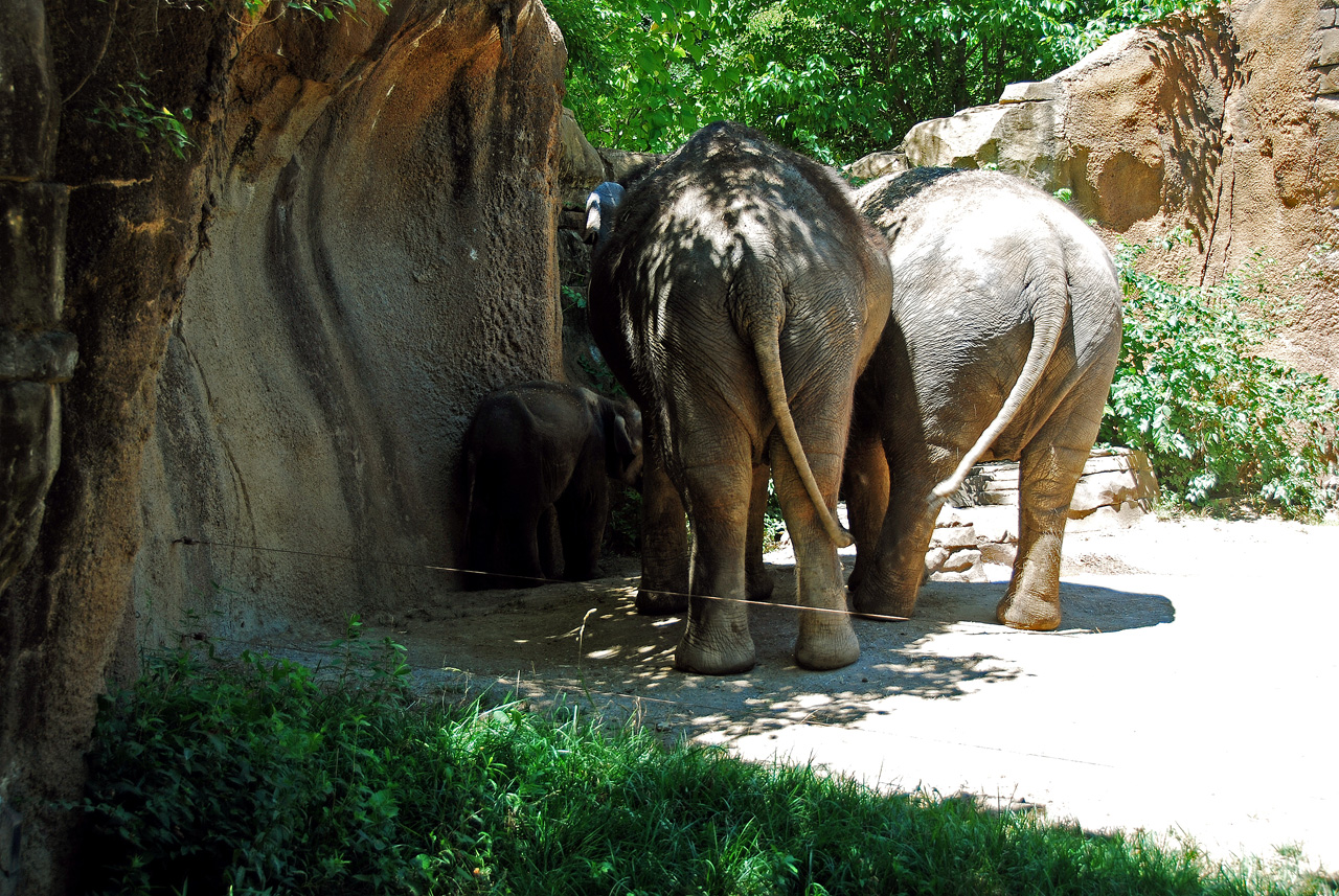2012-06-22, 017, St. Louis Zoo