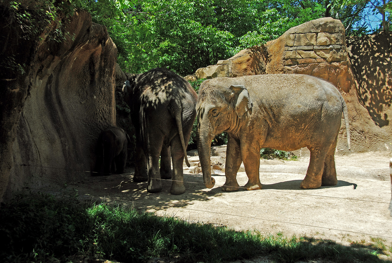 2012-06-22, 018, St. Louis Zoo