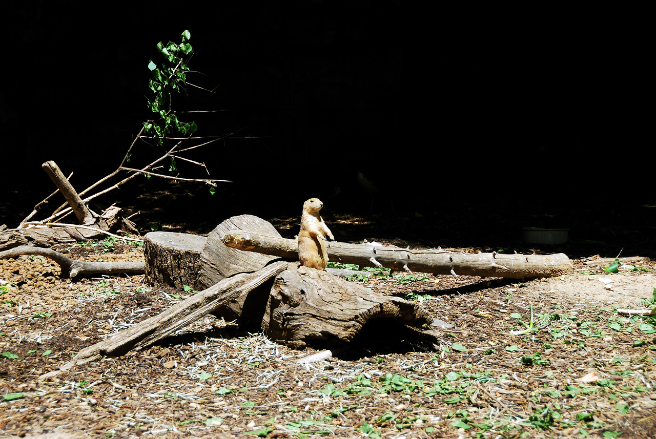2012-06-22, 032, St. Louis Zoo