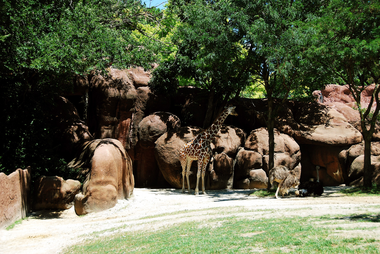 2012-06-22, 042, St. Louis Zoo