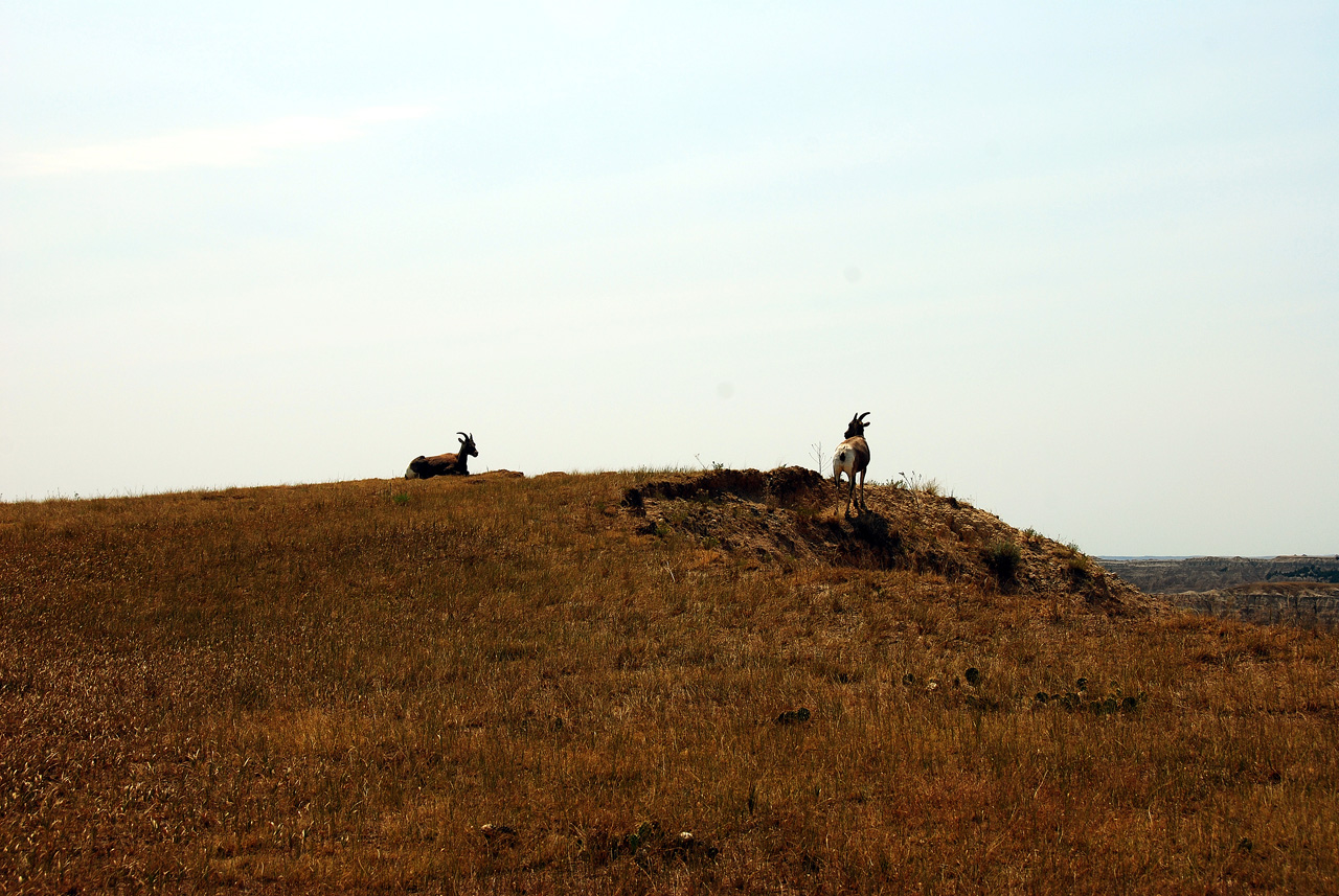 2012-08-10, 056, Big Horn Sheep