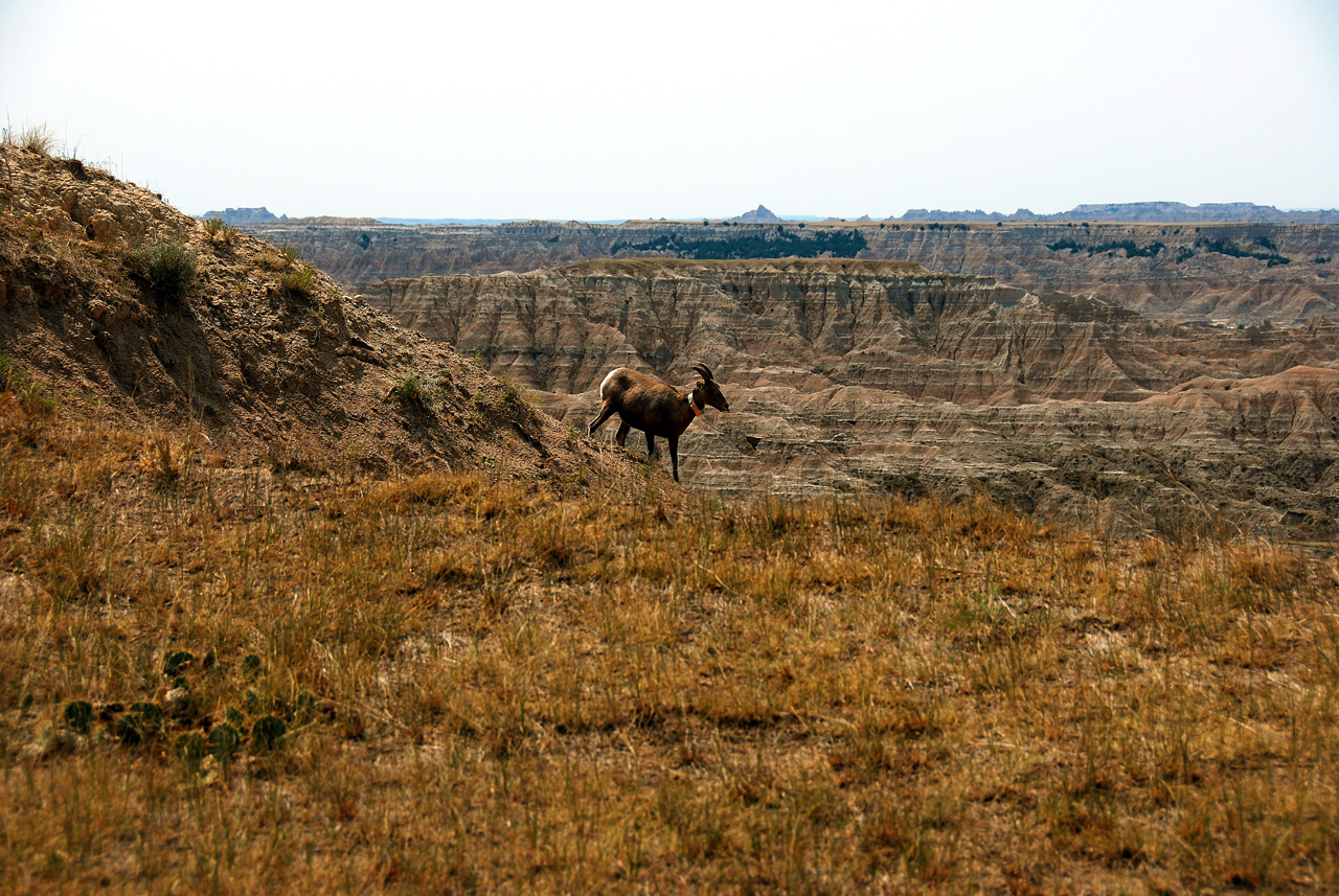 2012-08-10, 062, Big Horn Sheep