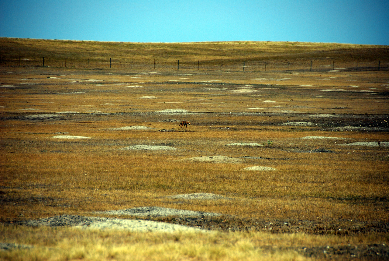 2012-08-10, 078, Prairie Dog Town
