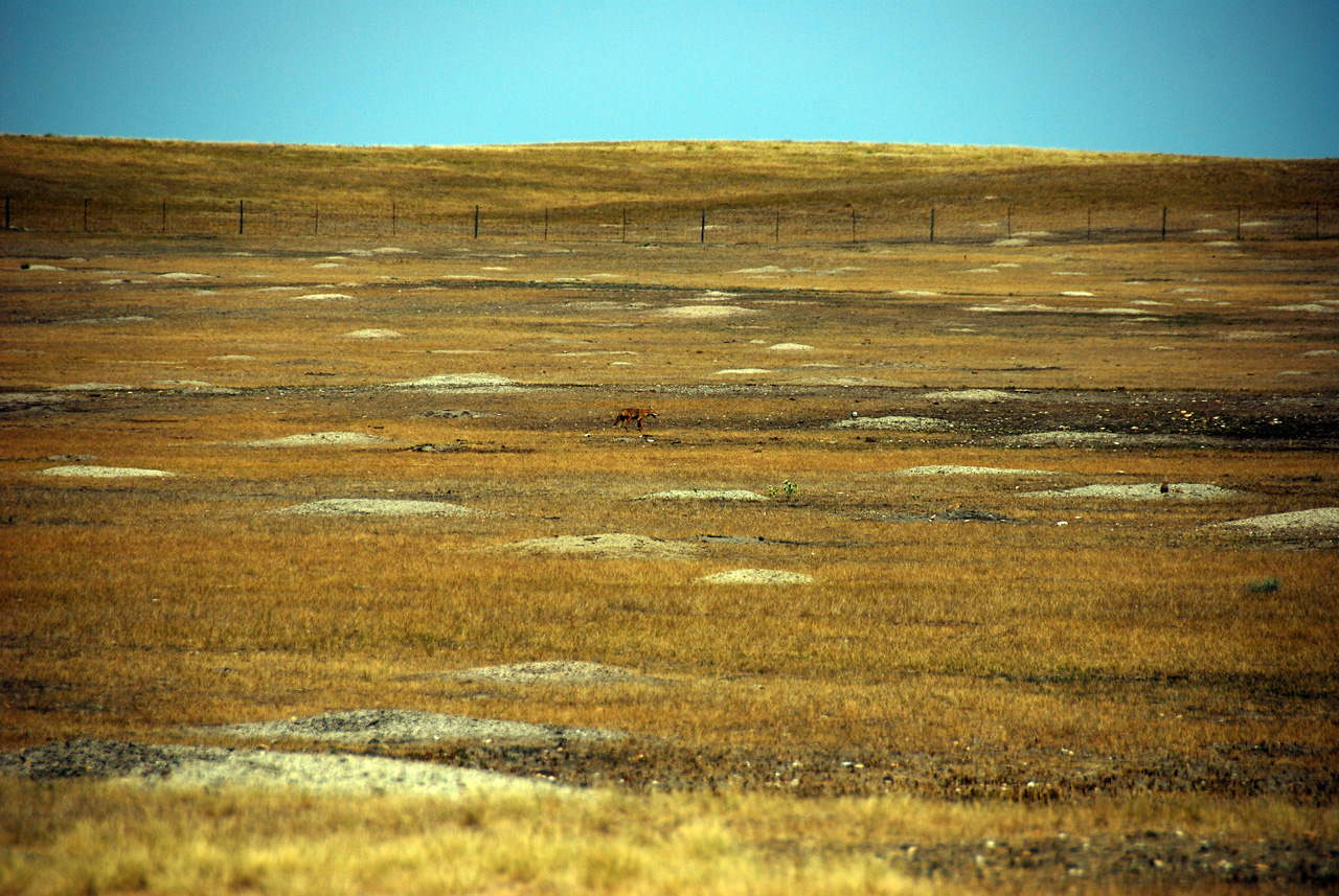 2012-08-10, 079, Prairie Dog Town