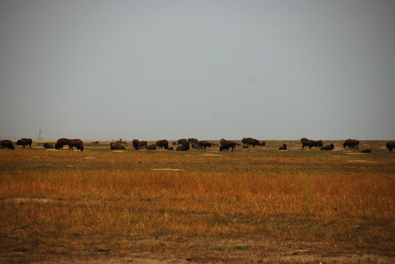 2012-08-10, 084, Bison Herd