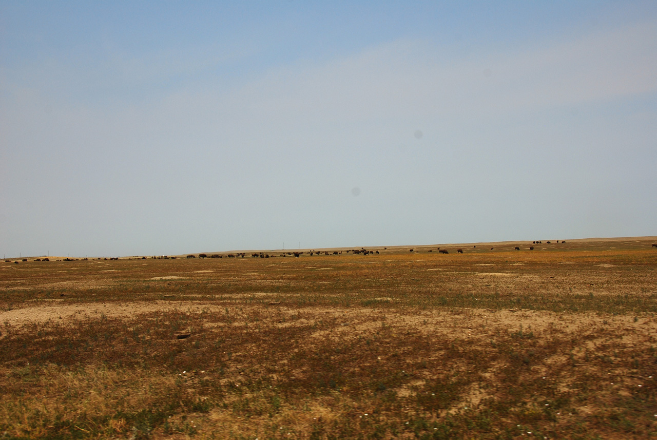 2012-08-10, 086, Bison Herd