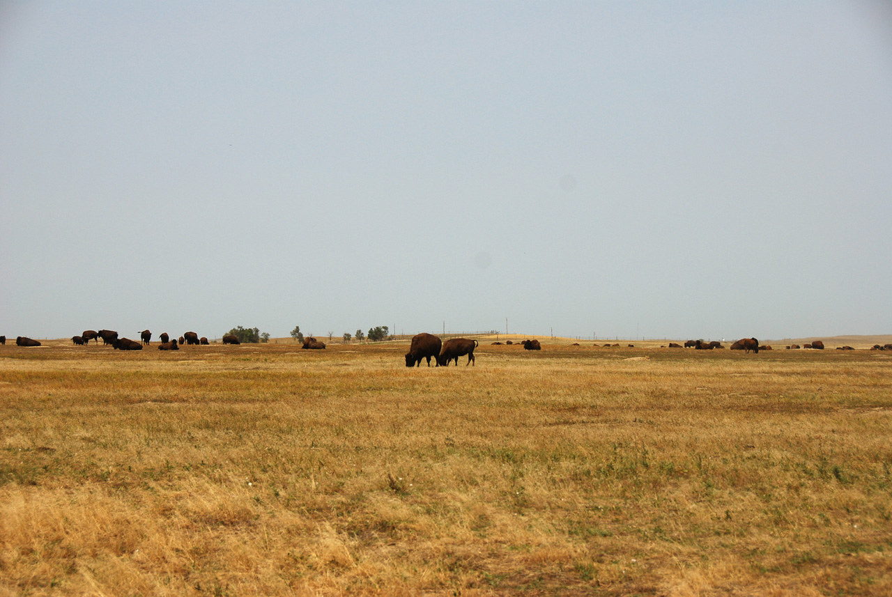 2012-08-10, 087, Bison Herd