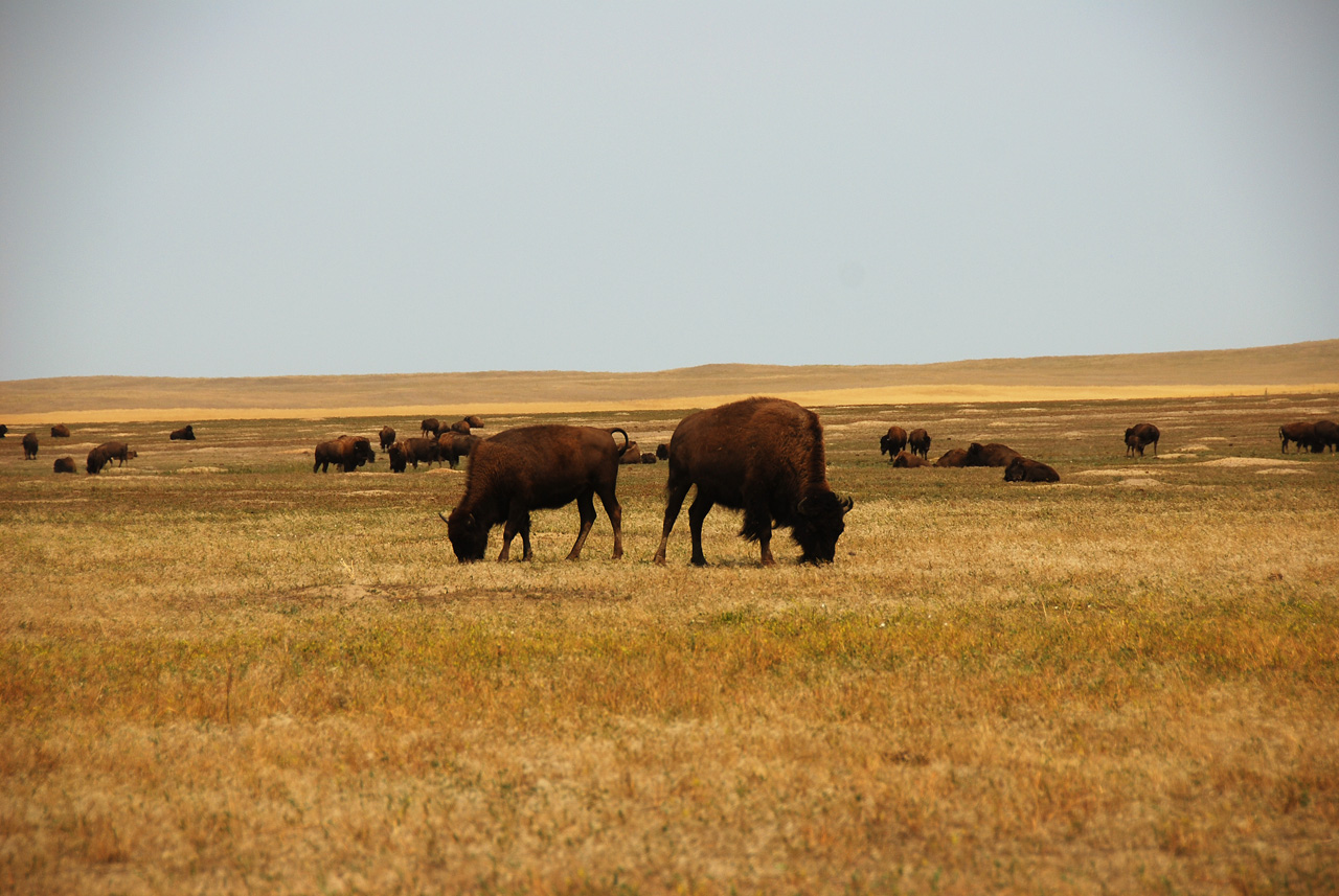 2012-08-10, 088, Bison Herd