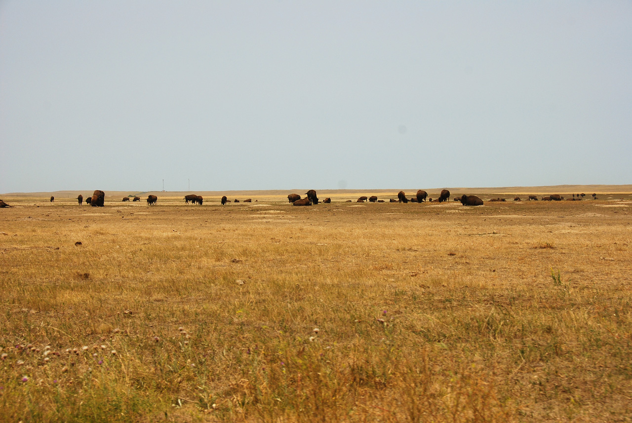 2012-08-10, 089, Bison Herd